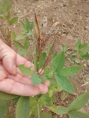Thermopsis montana