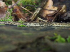 Stemonitopsis typhina