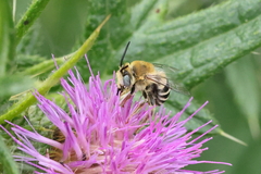 Anthophora urbana