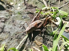 Podismopsis poppiusi