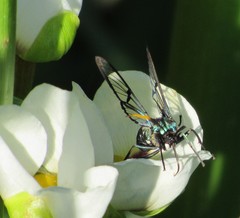 Nyridela acroxantha