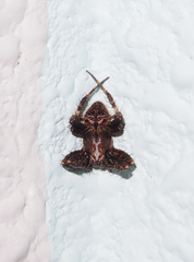 Neoscona menghaiensis