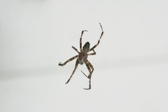Araneus nordmanni