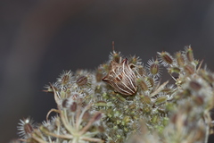 Ancyrosoma leucogrammes