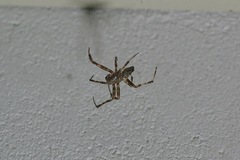 Araneus nordmanni