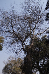Acacia nigrescens image