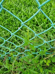 Cleome rutidosperma