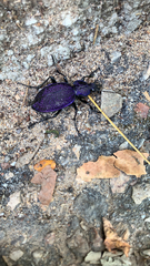 Carabus scabrosus