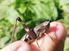 Podismopsis poppiusi