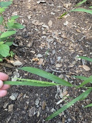 Setaria scheelei