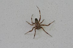 Araneus nordmanni