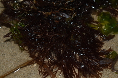 Rhodophyta