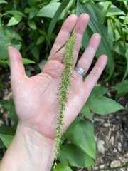 Setaria scheelei
