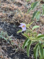 Solanum campylacanthum
