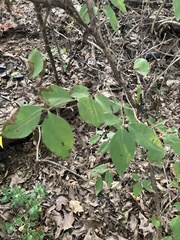 Viburnum prunifolium