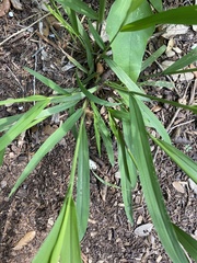 Setaria scheelei