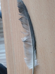 Columba livia domestica