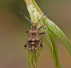 Euthochtha galeator