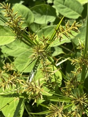 Cyperus microiria