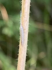 Plutella porrectella