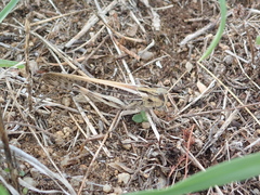 Locusta migratoria
