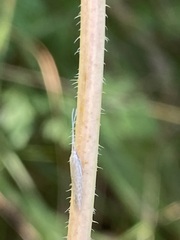Plutella porrectella