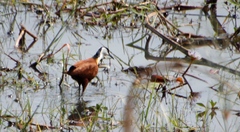 Nymphaea nouchali caerulea