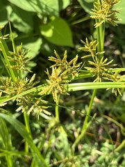 Cyperus microiria