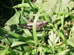 Podismopsis poppiusi