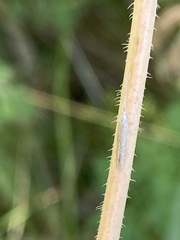 Plutella porrectella