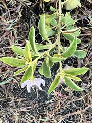 Solanum campylacanthum