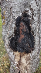 Inonotus obliquus sterilis