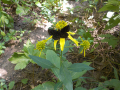 Staphylus hayhurstii