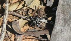 Nyssus coloripes