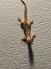 Hemidactylus frenatus