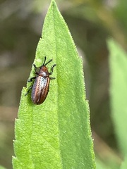 Microrhopala vittata