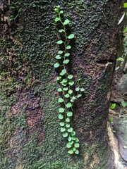 Peperomia serpens