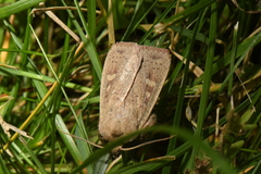 Leucania pseudargyria