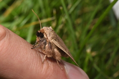 Leucania pseudargyria
