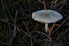 Clitocybe odora
