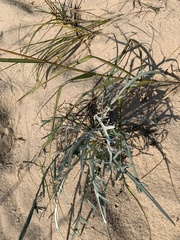Cirsium pitcheri