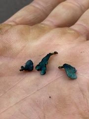 Chlorociboria aeruginascens