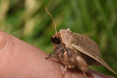 Leucania pseudargyria