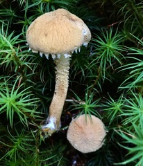 Cystoderma amianthinum