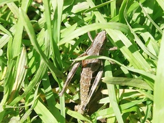 Podismopsis poppiusi