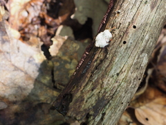 Arcyria cinerea