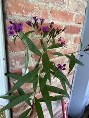 Vernonia noveboracensis