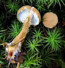 Cystoderma amianthinum