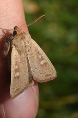 Leucania pseudargyria