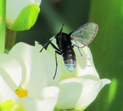 Nyridela acroxantha